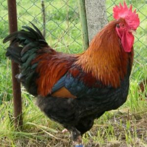 Hen walking the field -Star Milling Co.